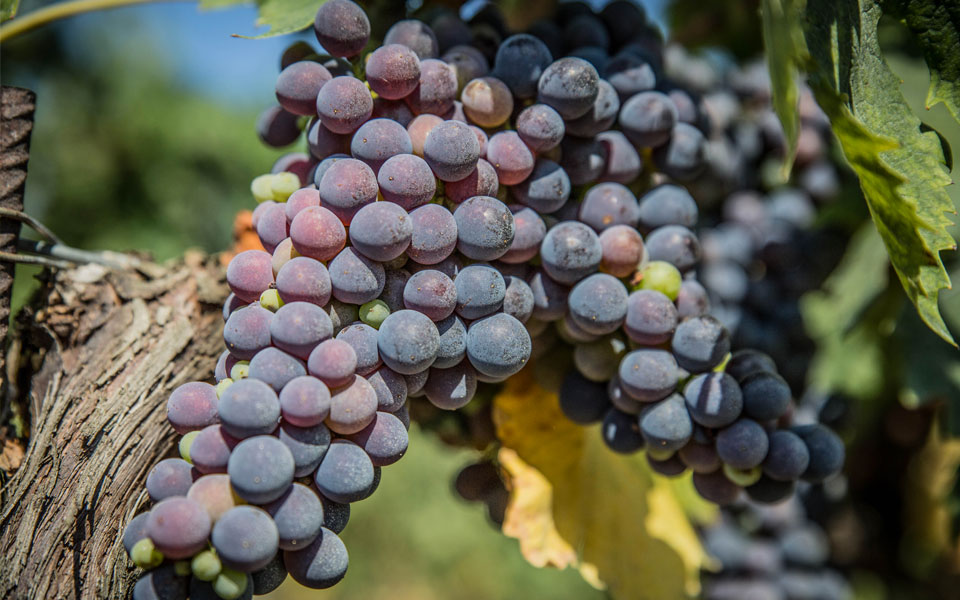 Sangiovese